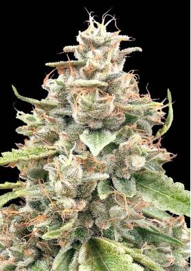 Lemon Bean Fast Feminizada por Advanced Seeds