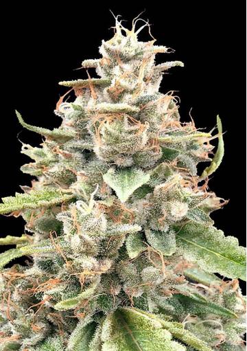 Lemon Bean Fast Feminizada por Advanced Seeds
