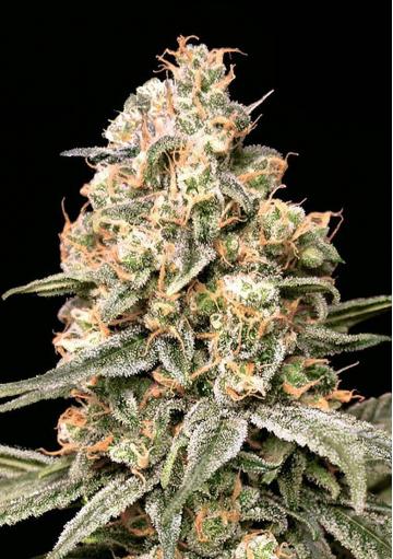 Auto Apple Fritter Seeds by Advanced Seeds