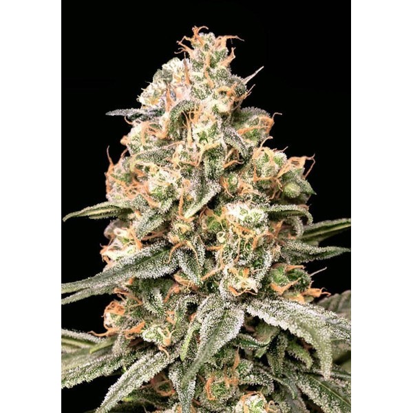 Sementes Auto Apple Fritter de Advanced Seeds