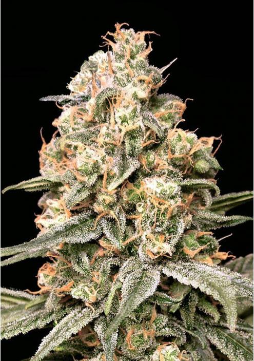 Semillas Auto Apple Fritter de Advanced Seeds