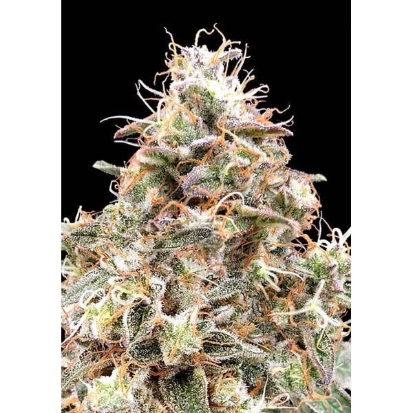 Auto Forbidden Fruit Seeds | A melhor criação de Advanced Seeds