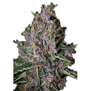 Amaretto Tarmac Auto Sementes