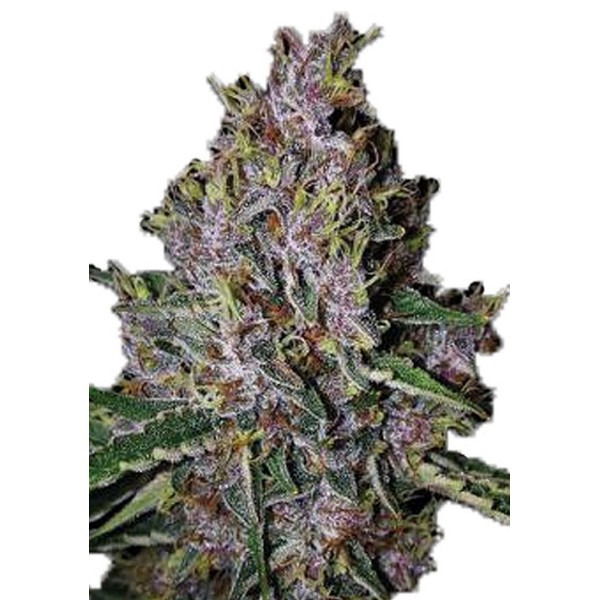 Amaretto Tarmac Auto Semillas