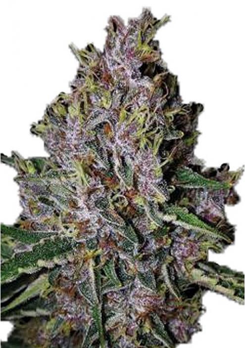 Amaretto Tarmac Auto Seeds