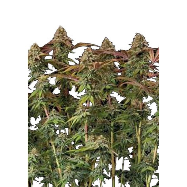 Sementes de Terp & Tonic Auto