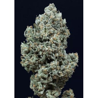 Sementes Critical + 2.0 Auto