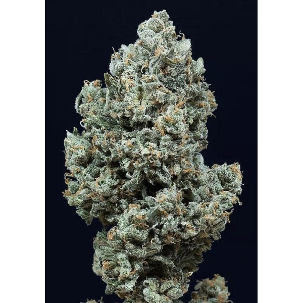 Sementes Critical + 2.0 Auto