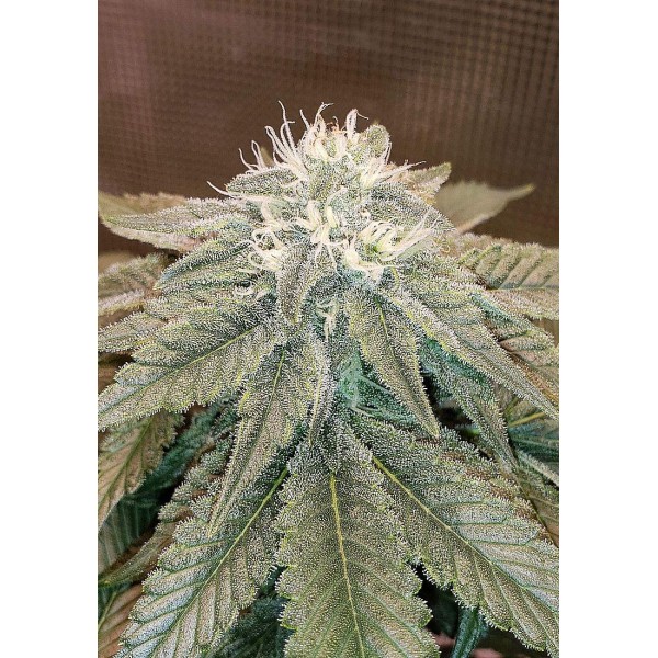 Island Punch Seeds by The Cali Connection
