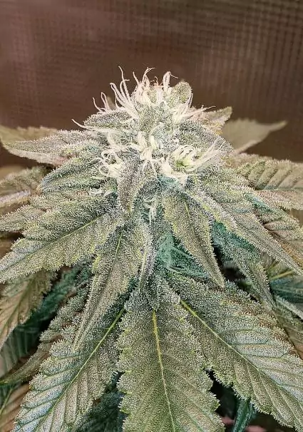 Island Punch Seeds by The Cali Connection