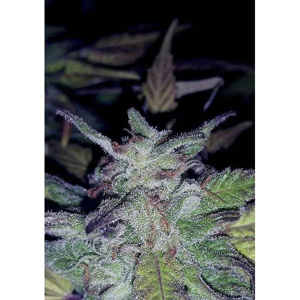 Fire OG Seeds by The Cali Connection