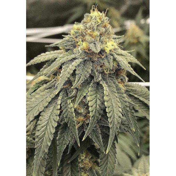 Sementes de Black Kush