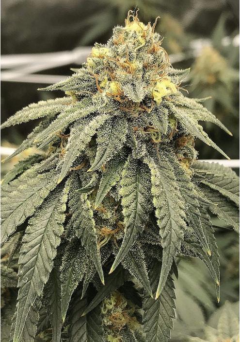 Black Kush Seeds