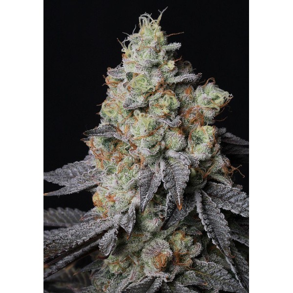 Sementes de Panty Punch Auto da Seedstockers