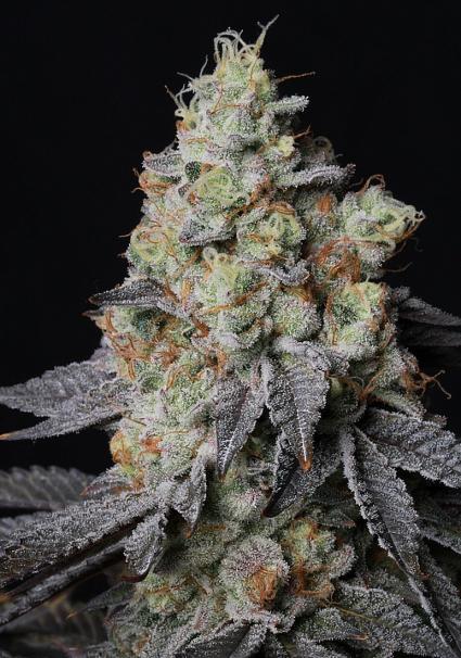 Panty Punch Auto Seeds by Seedstockers