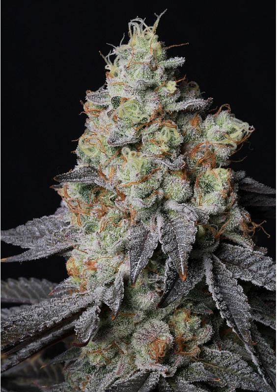 Sementes de Panty Punch Auto da Seedstockers