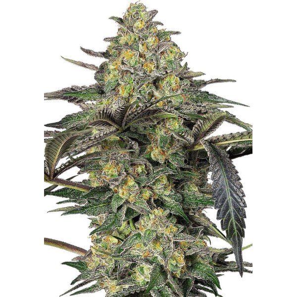 Sementes Feminizadas Grapevine Candy