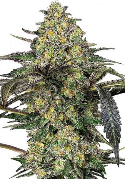 Grapevine Candy Feminized Seeds