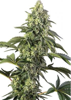 Cosmic Kiss Feminized Seeds