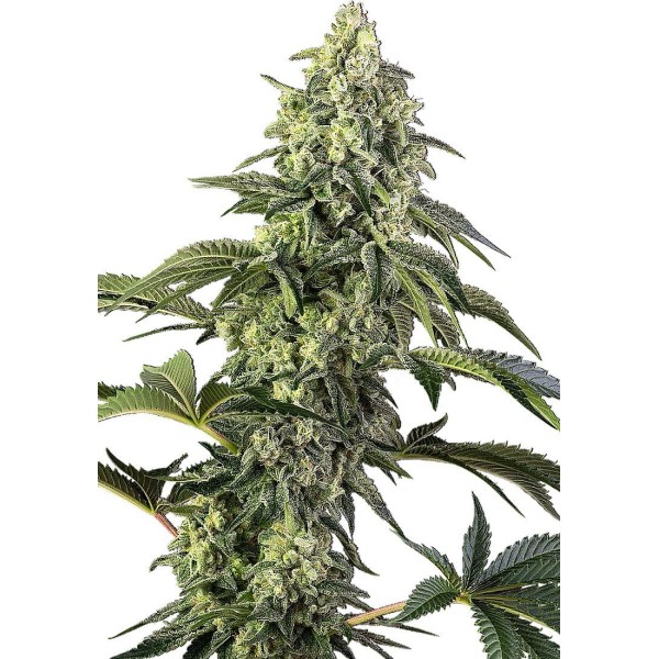 Sementes Cosmic Kiss Feminizadas