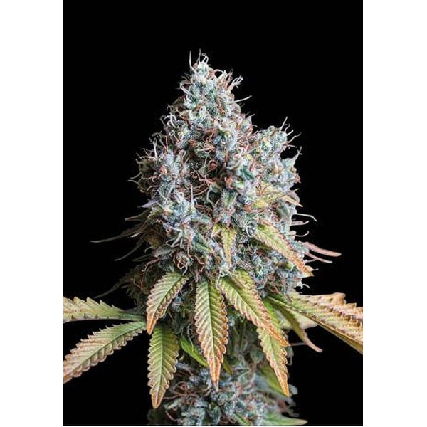 Sementes Feminizadas Rucu Cucu OG