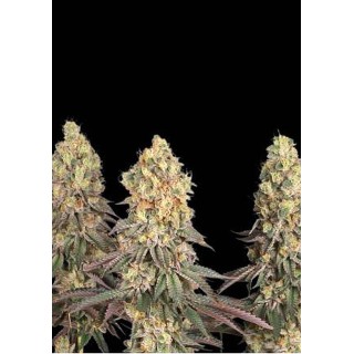 Sementes Feminizadas Mack & Crack
