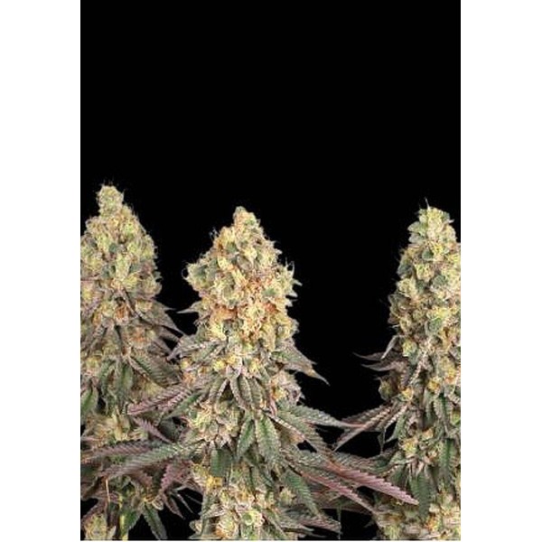 Sementes Feminizadas Mack & Crack