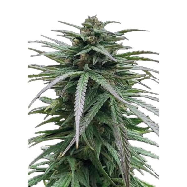 Sementes Feminizadas Zmäkdaun