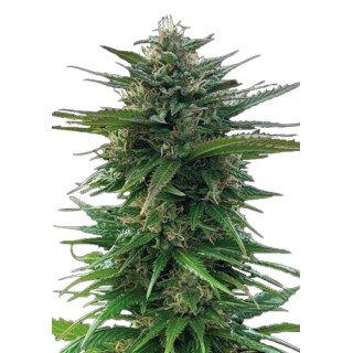 Big Yeti Semillas Feminizadas