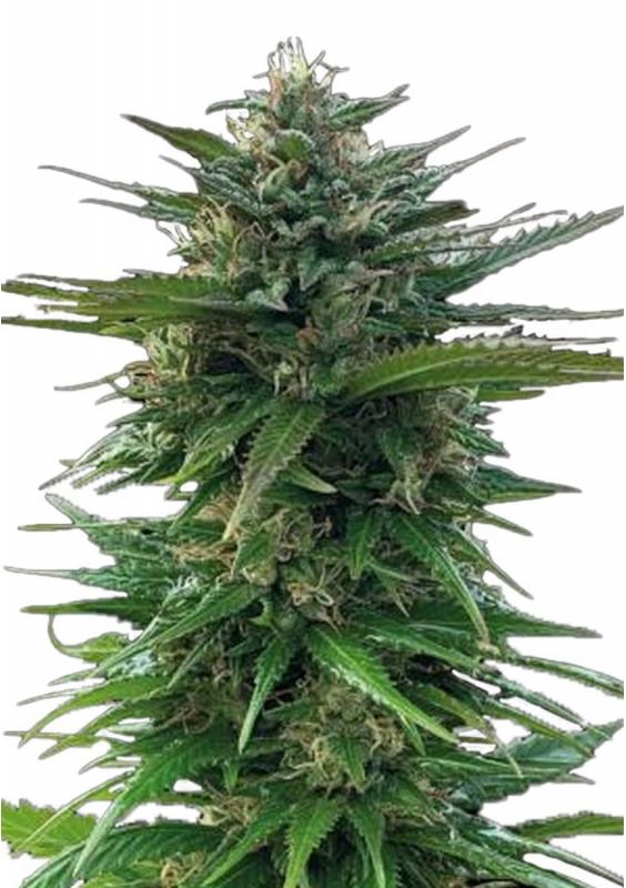 Big Yeti Semillas Feminizadas