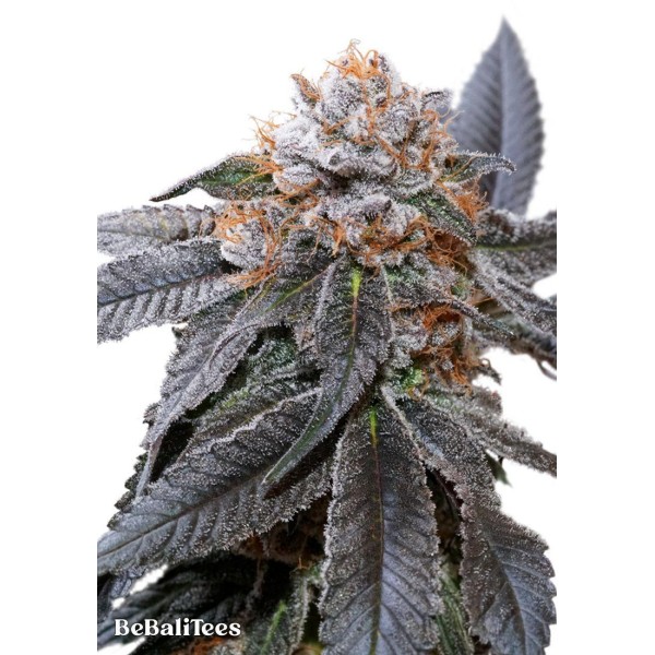 Blue Zushi Feminizada da Dutch Passion | Potente e de alto rendimento