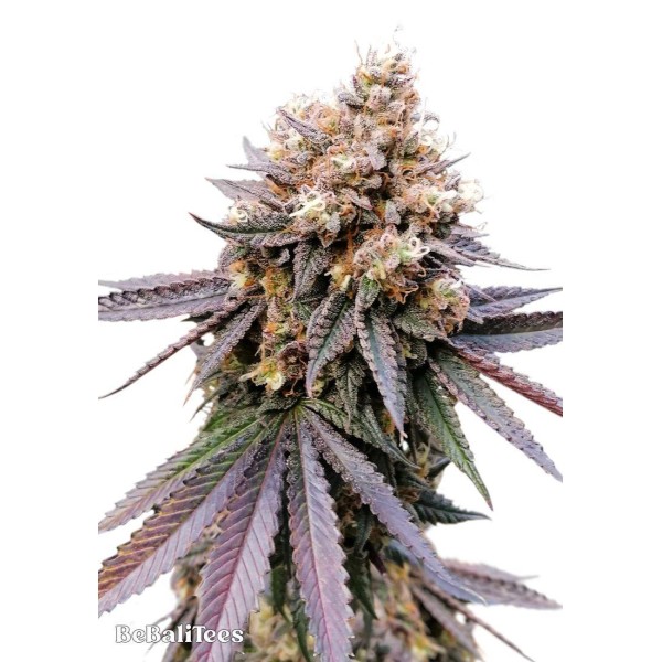 Sementes feminizadas GMO Fast | Rápida e potente | EXPERIENCIA NATURAL