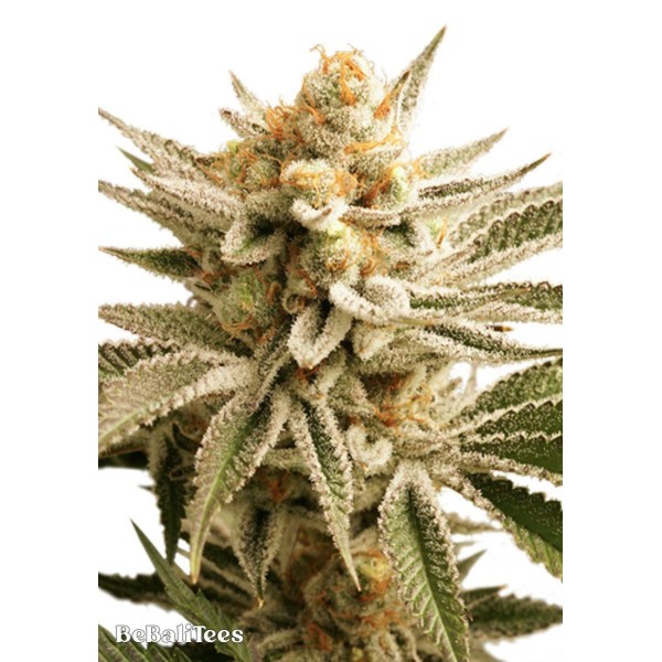 Lemon Z Sementes feminizadas