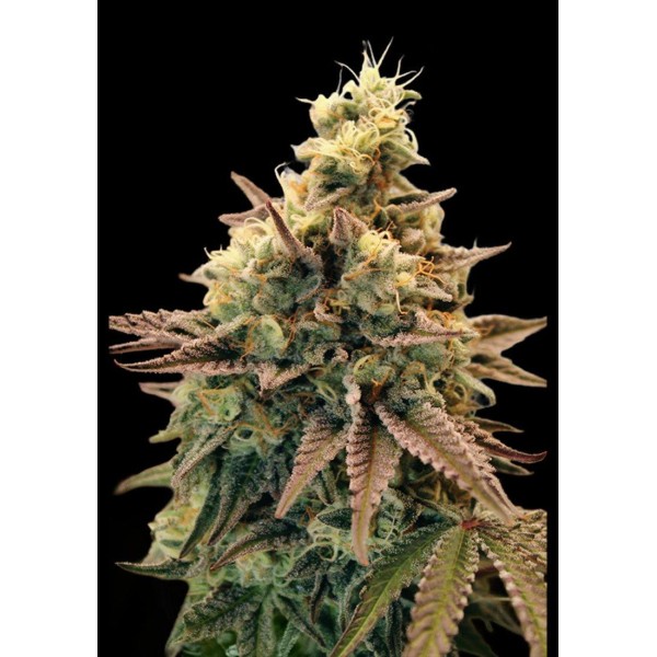 Auto Animal Zookies Seeds | High Yield & Potent | Advanced Seeds