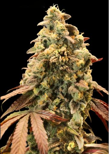 Auto Rainbow Sherbet #11 Sementes