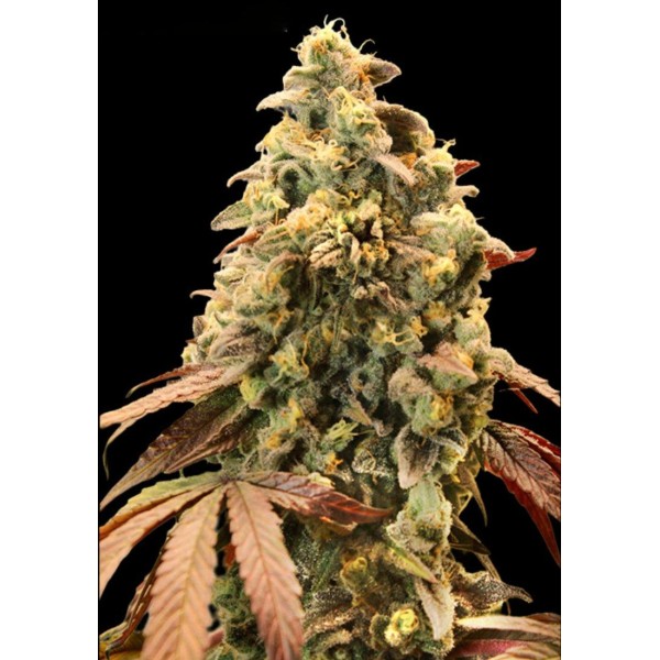 Auto Rainbow Sherbet #11 Sementes