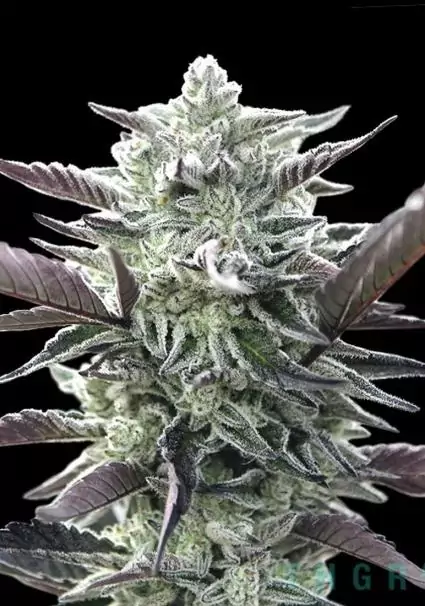 semilla de marihuana Oreoz