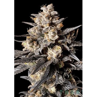 Apple Bananas Seeds by 00 Seeds | Fruity Power | Experiencia Natural