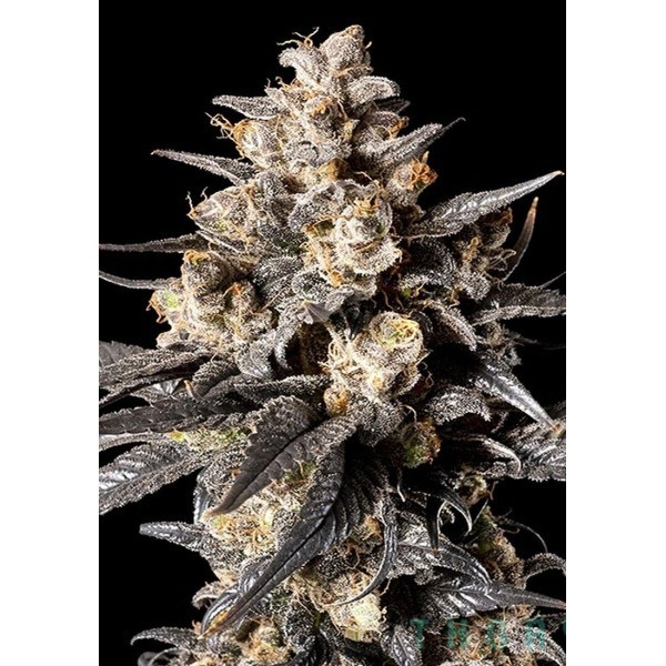 Apple Bananas Seeds by 00 Seeds | Fruity Power | Experiencia Natural