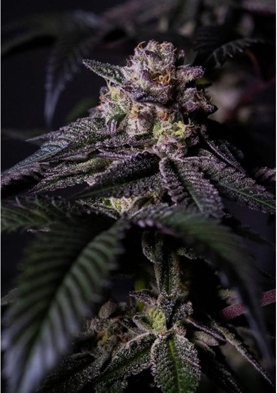 Oreoz Milkshake Sementes