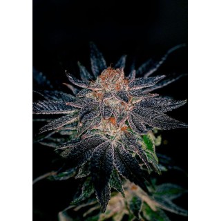 Gelato #47 Sementes Feminizadas