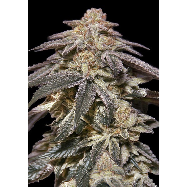 Auto Apple Bananas Sementes