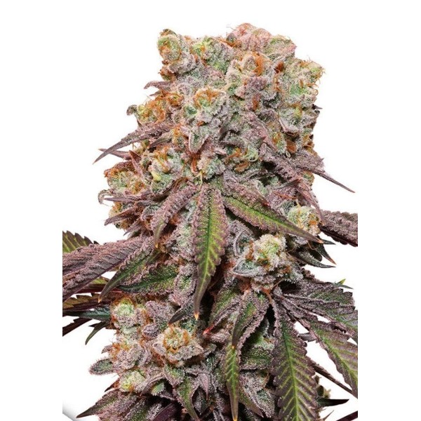 Auto Candy Bubatz XL Semilla Feminizada | Gran producción y Aroma Dulce