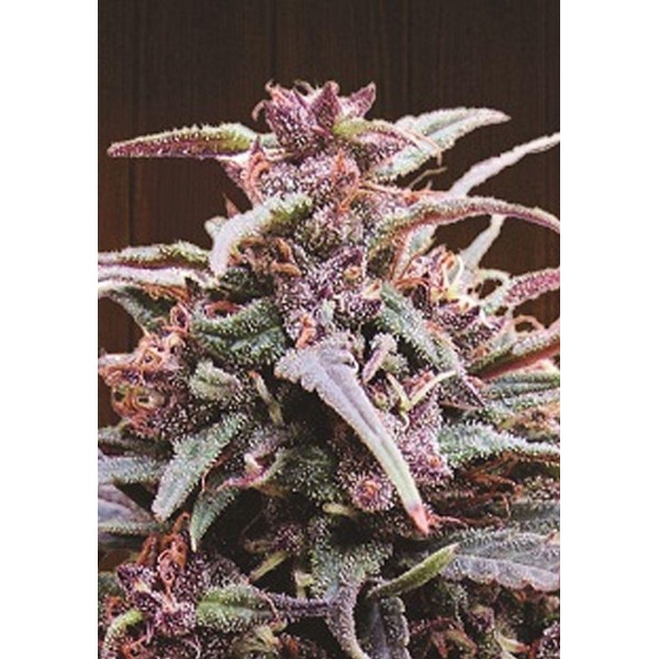Purple Haze x Malawi Feminizada | Super Sativa Potente e de Alto Rendimento