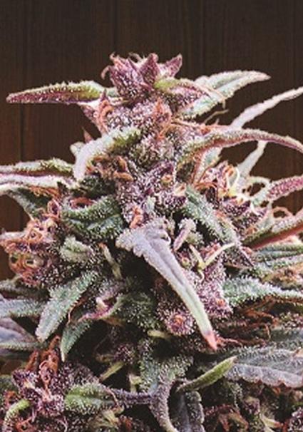 PURPLE HAZE X MALAWI Ace Seeds