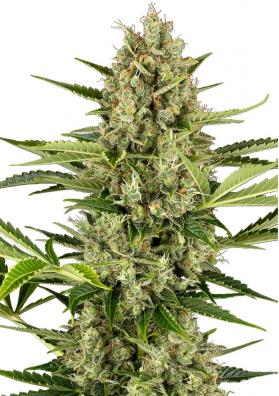 Sementes Jack Herer Auto