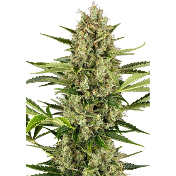 Sementes Jack Herer Auto