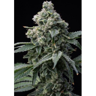 Bruce Banner Semente Feminizadas da Barneys Farm | Experiencia Natural