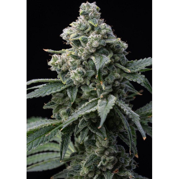 Bruce Banner Semente Feminizadas da Barneys Farm | Experiencia Natural