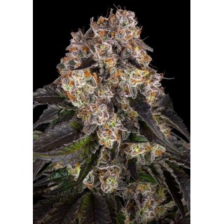 Sementes Girl Scout Cookies de Barneys Farm